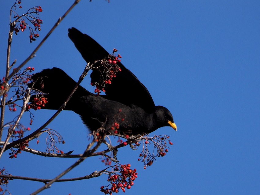 Passeriformes  sul Sorbo degli uccellatori (Sorbus aucuparia )